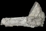 Partial Stegosaurus Femur - Colorado #120474-1